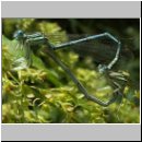 Platycnemis pennipes - Blaue Federlibelle 10.jpg